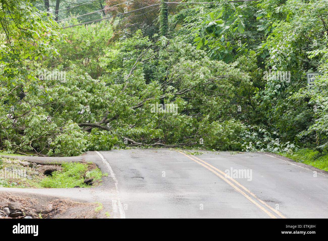 Umgestürzter Baum in Fahrbahn - USA Stockfoto