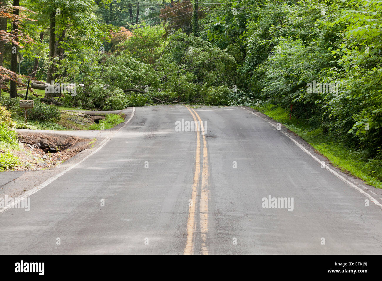 Umgestürzter Baum in Fahrbahn - USA Stockfoto