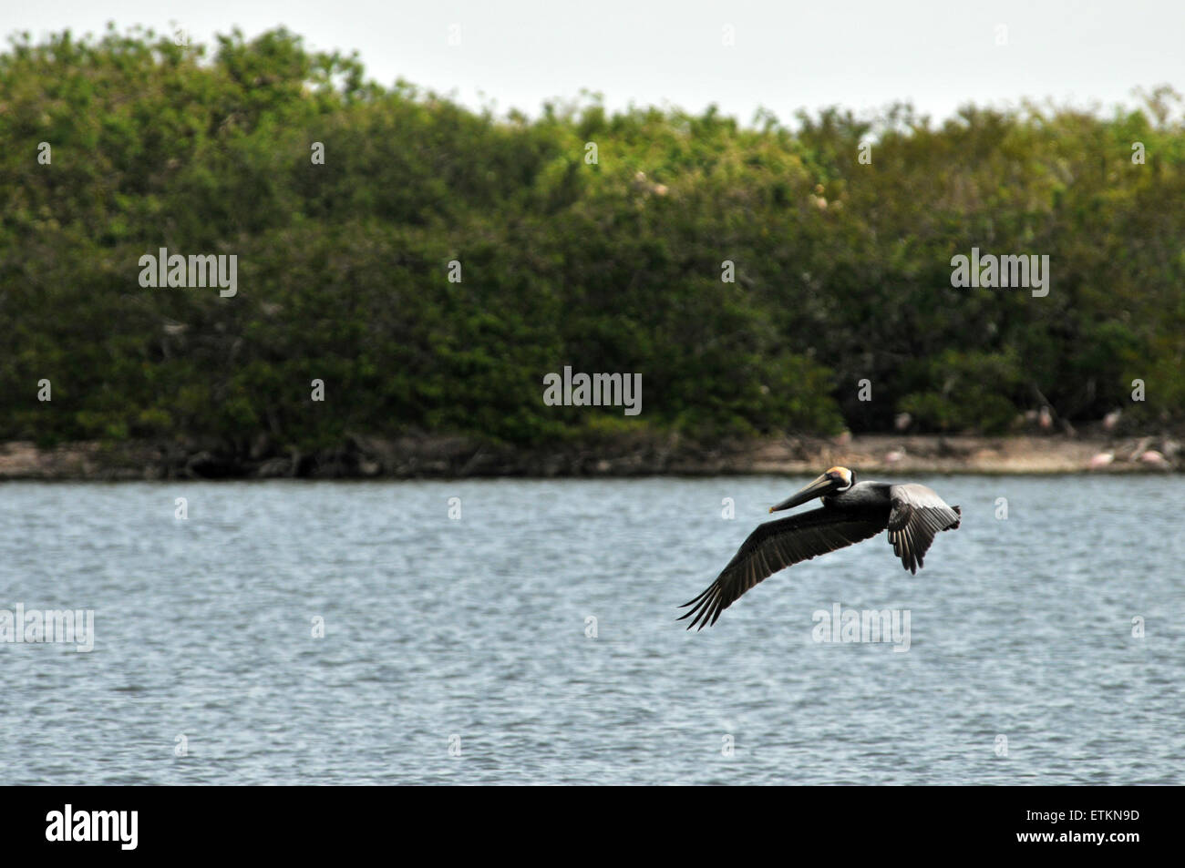 Braune Pelikan im Flug über die Bucht Stockfoto