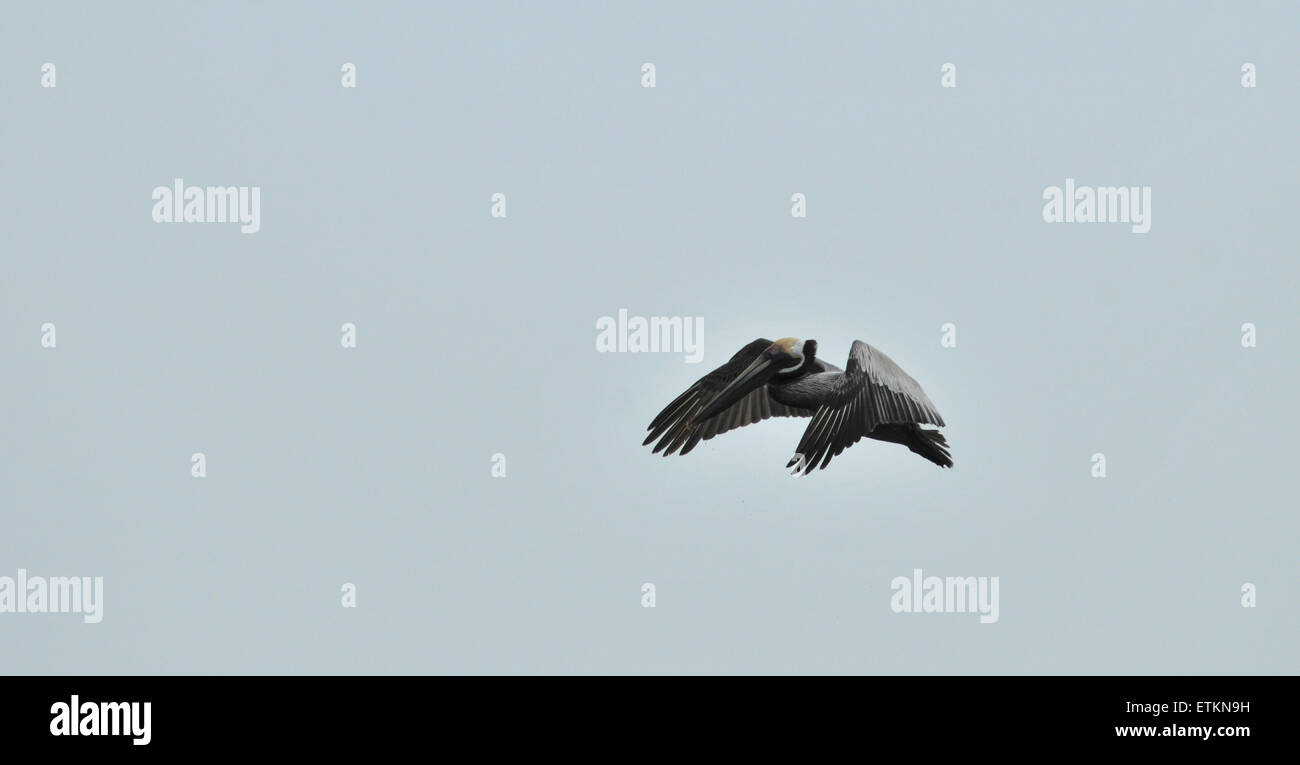 Braune Pelikan im Flug Stockfoto