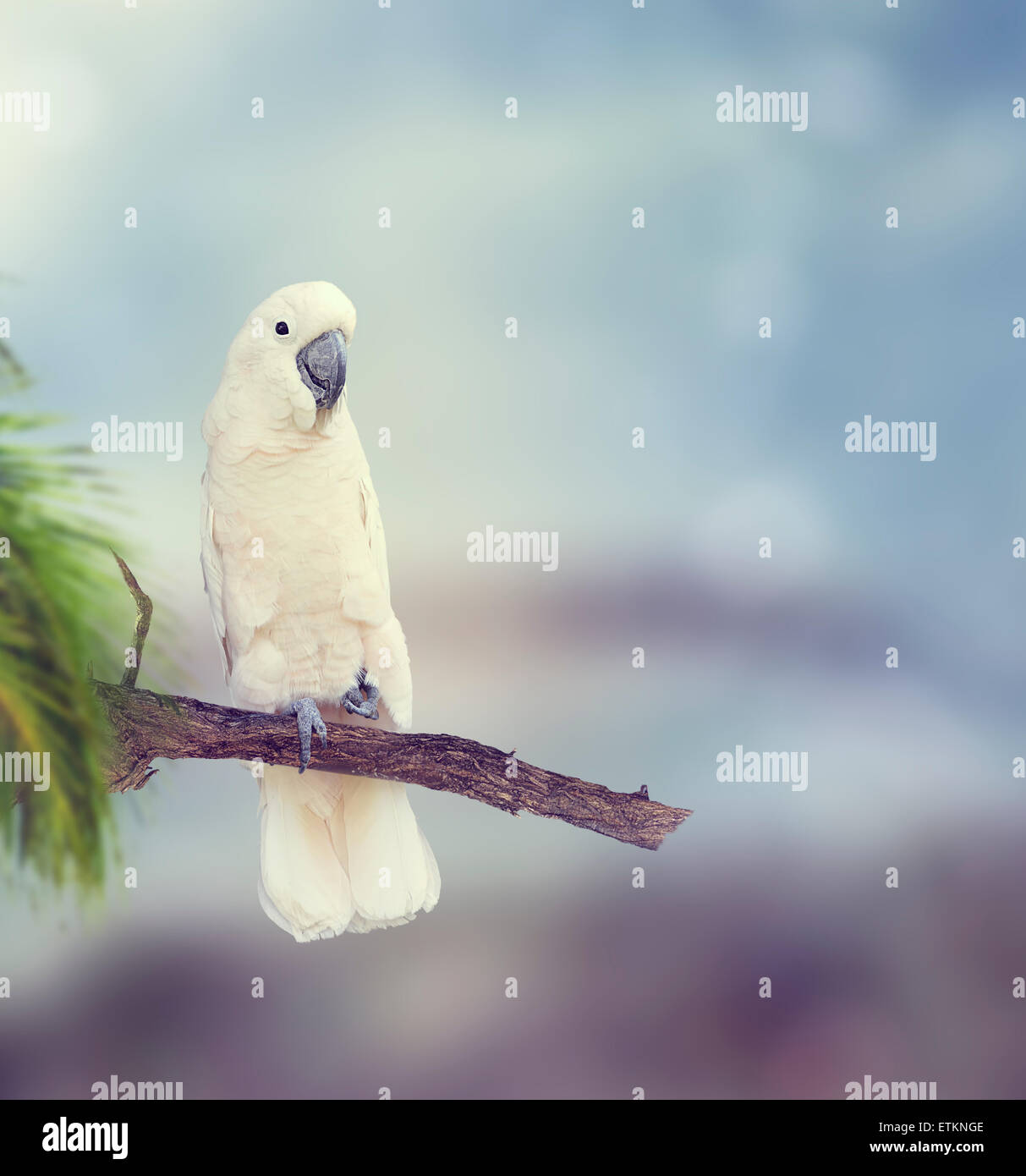 Weiße Papagei sitzt auf einem Ast Stockfoto