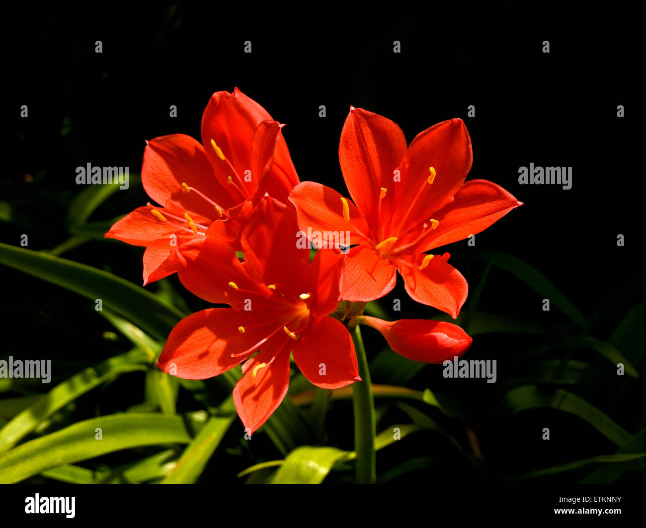 Clivia Blumen (Amaryllisgewächse) Stockfoto