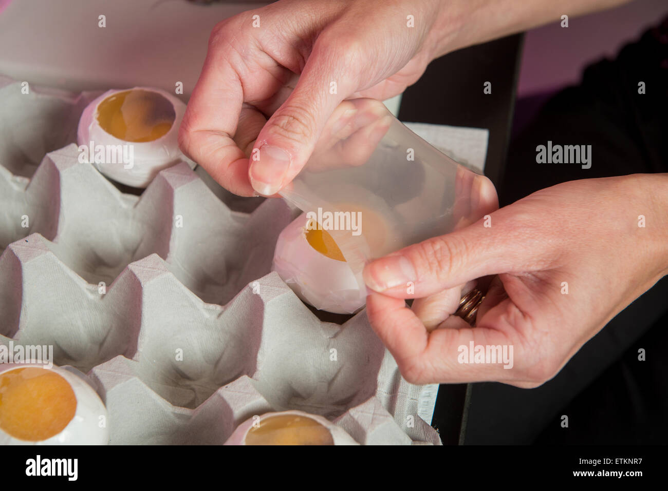 Hände des Wissenschaftlers für Membran von Eiern für die Forschung an Embryonen in College Park, Maryland, USA Stockfoto