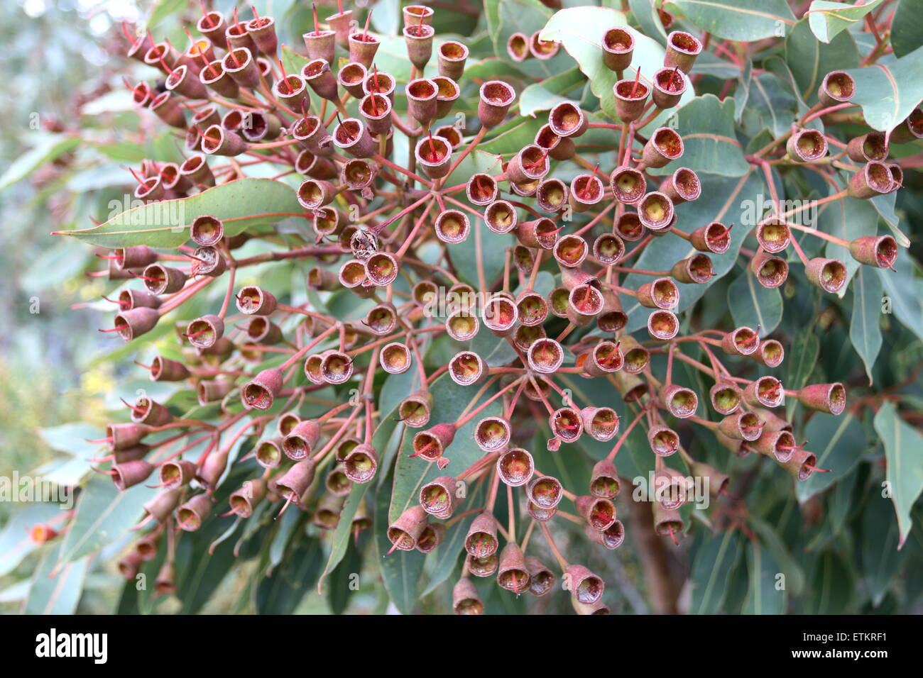 Eukalyptus roten Sommerfrüchten Stockfoto