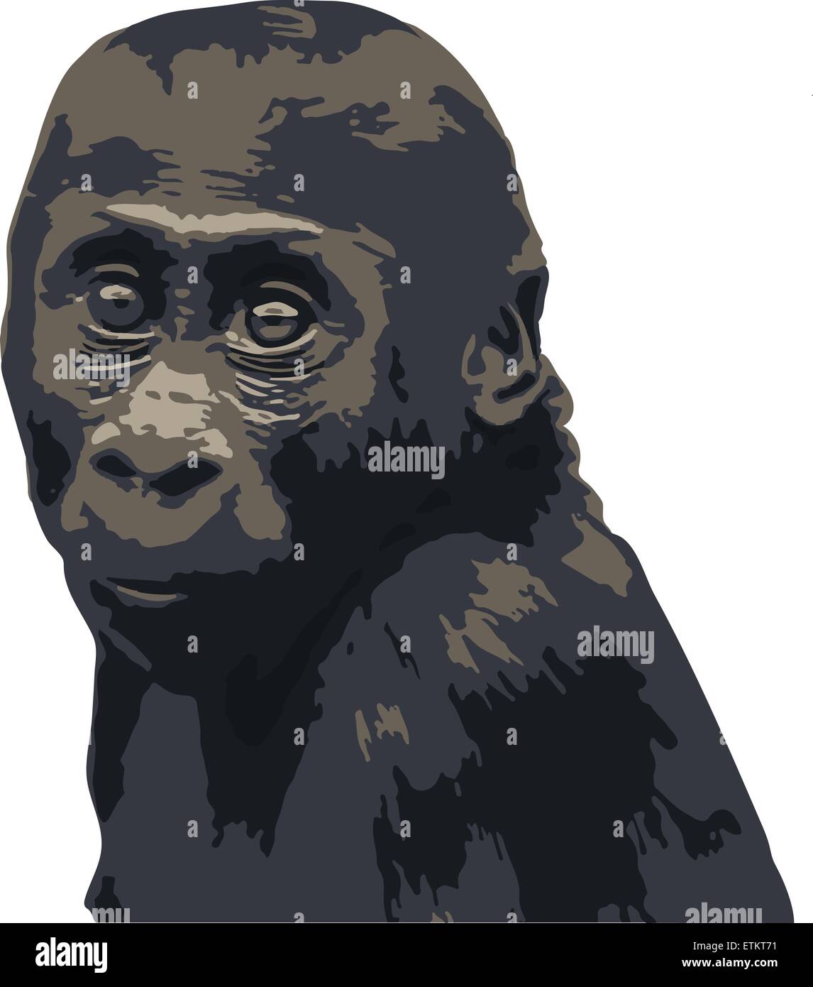 Vektor-Porträt von Gorillababy mit niedlichen Ausdruck isoliert auf weiss. Stock Vektor