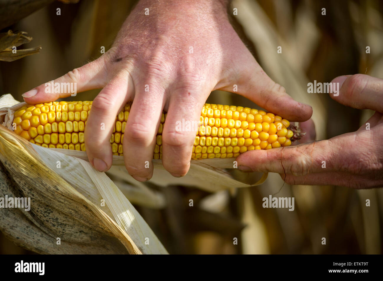 Nahaufnahme der Landwirt Messung eine Ähre mit seiner Hand in Millerstown, Pennsylvania, USA Stockfoto