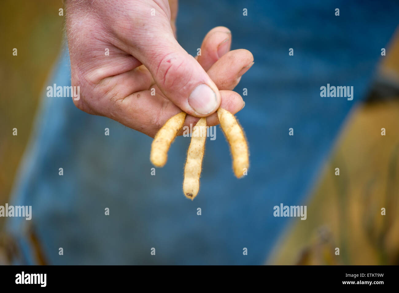 Nahaufnahme des Landwirts Hand mit Sojabohnen nahm aus Soja-Feld in Millerstown, Pennsylvania, USA Stockfoto