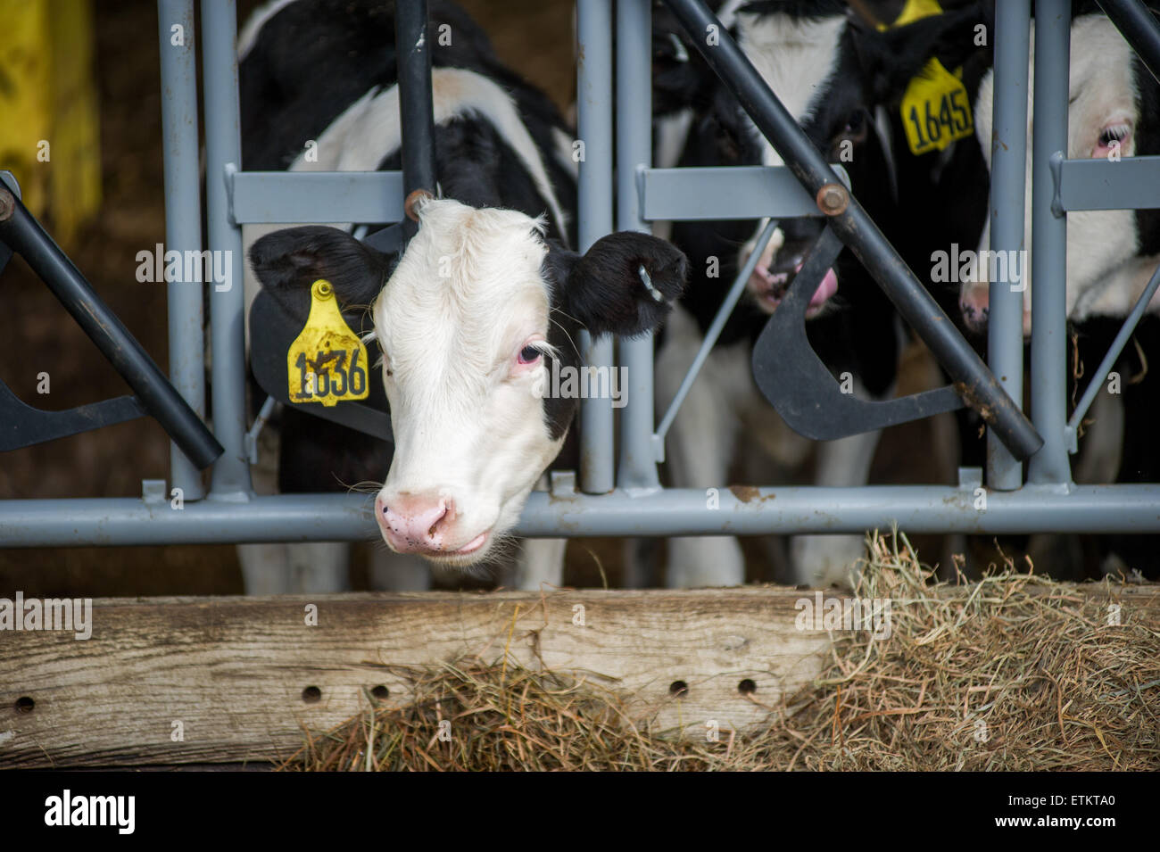 Kuhkopf geschoben durch eine Fütterung Tor in Millerstown, Pennsylvania, USA Stockfoto