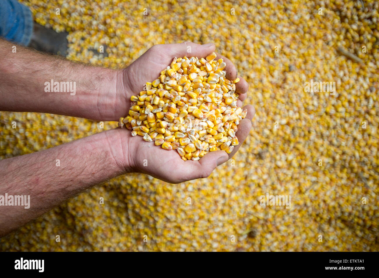 Mannes hohlen Hand halten Feld Mais in Millerstown, Pennsylvania, USA Stockfoto