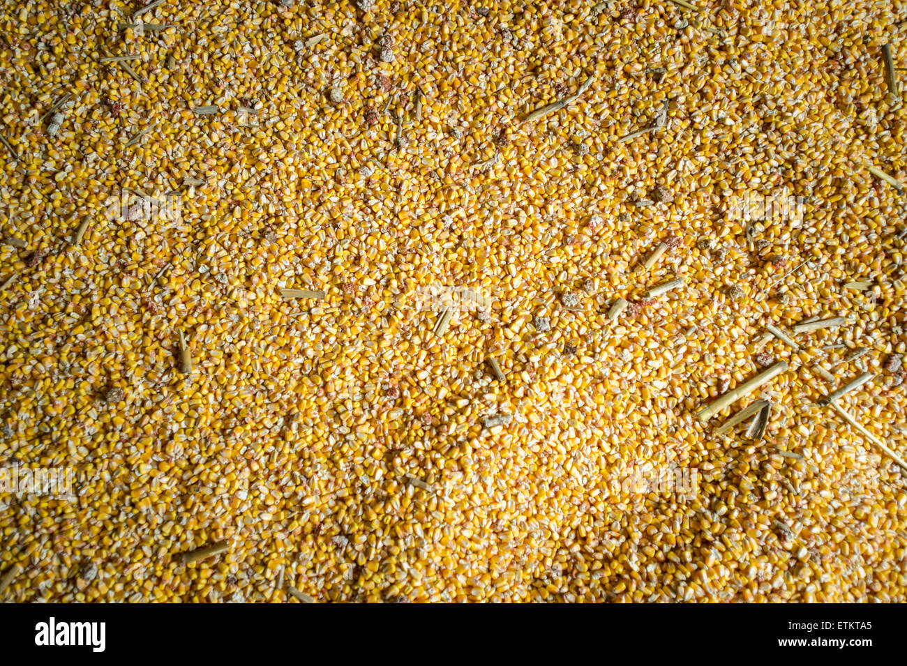 Nahaufnahme von Mais in der Lagerung in Millerstown, Pennsylvania, USA Stockfoto