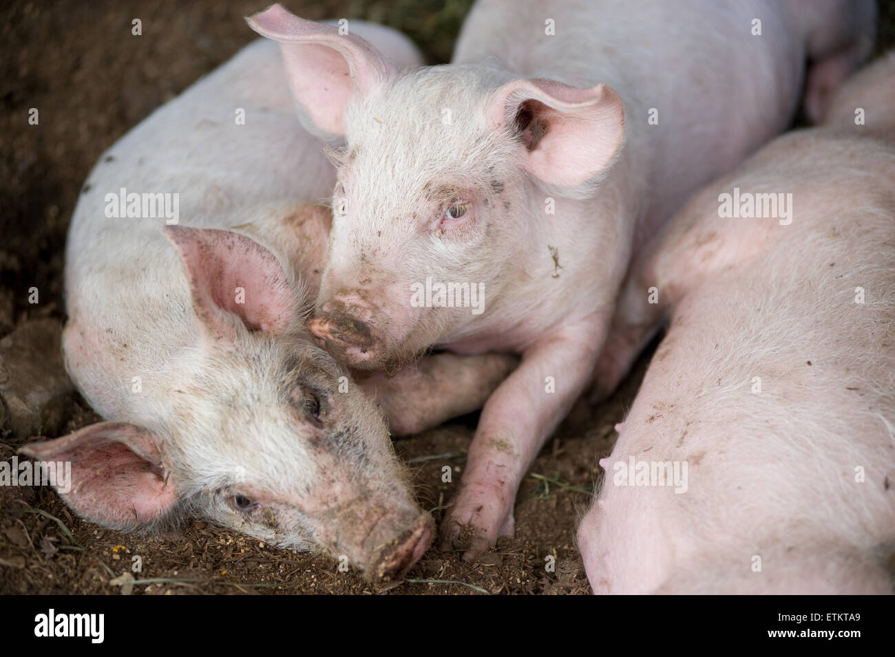 Drei junge, schlammigen Schweine in Millerstown, Pennsylvania, USA Stockfoto