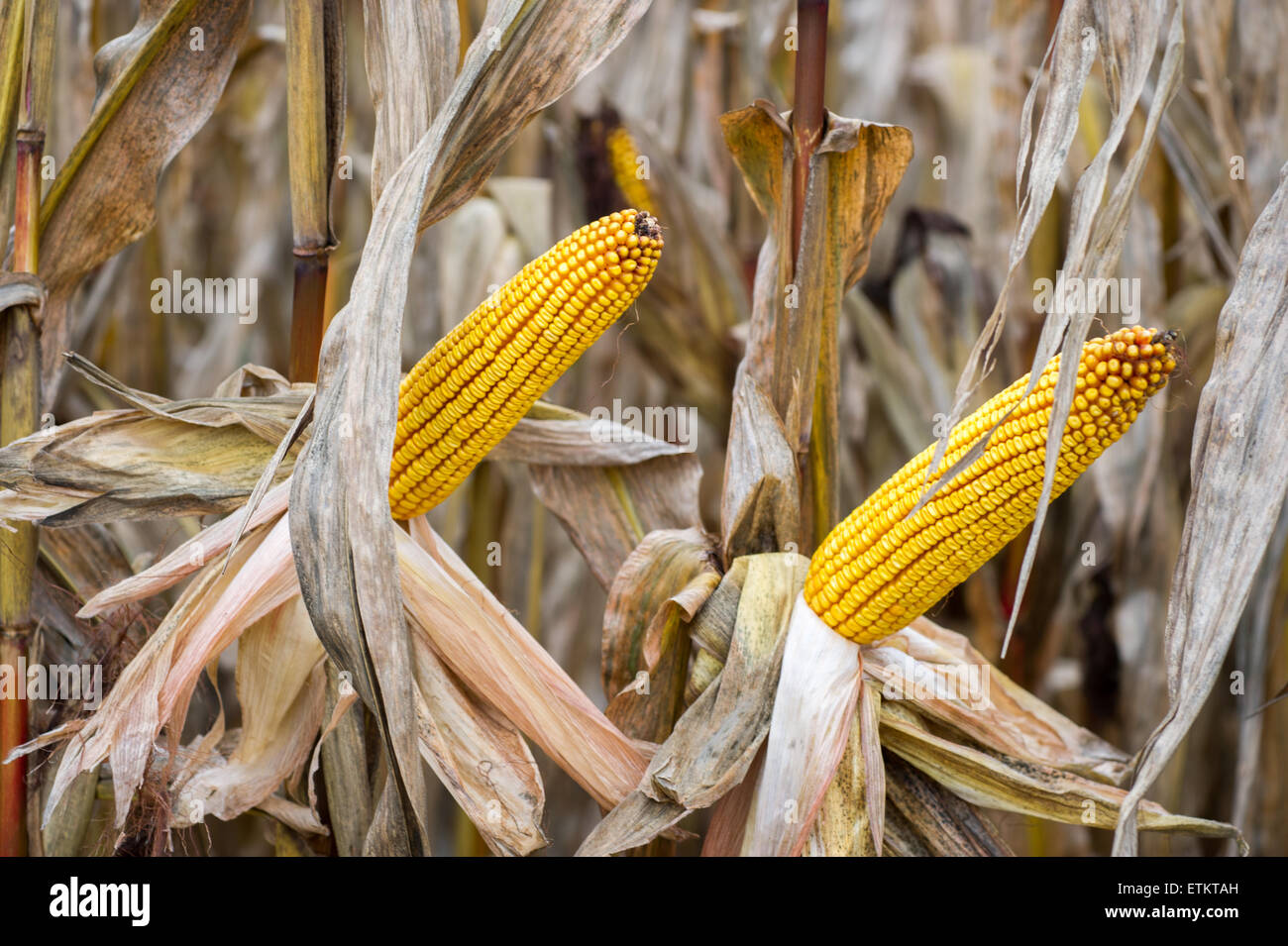 Feld Mais in Dalmatien, Pennsylvania, USA Stockfoto