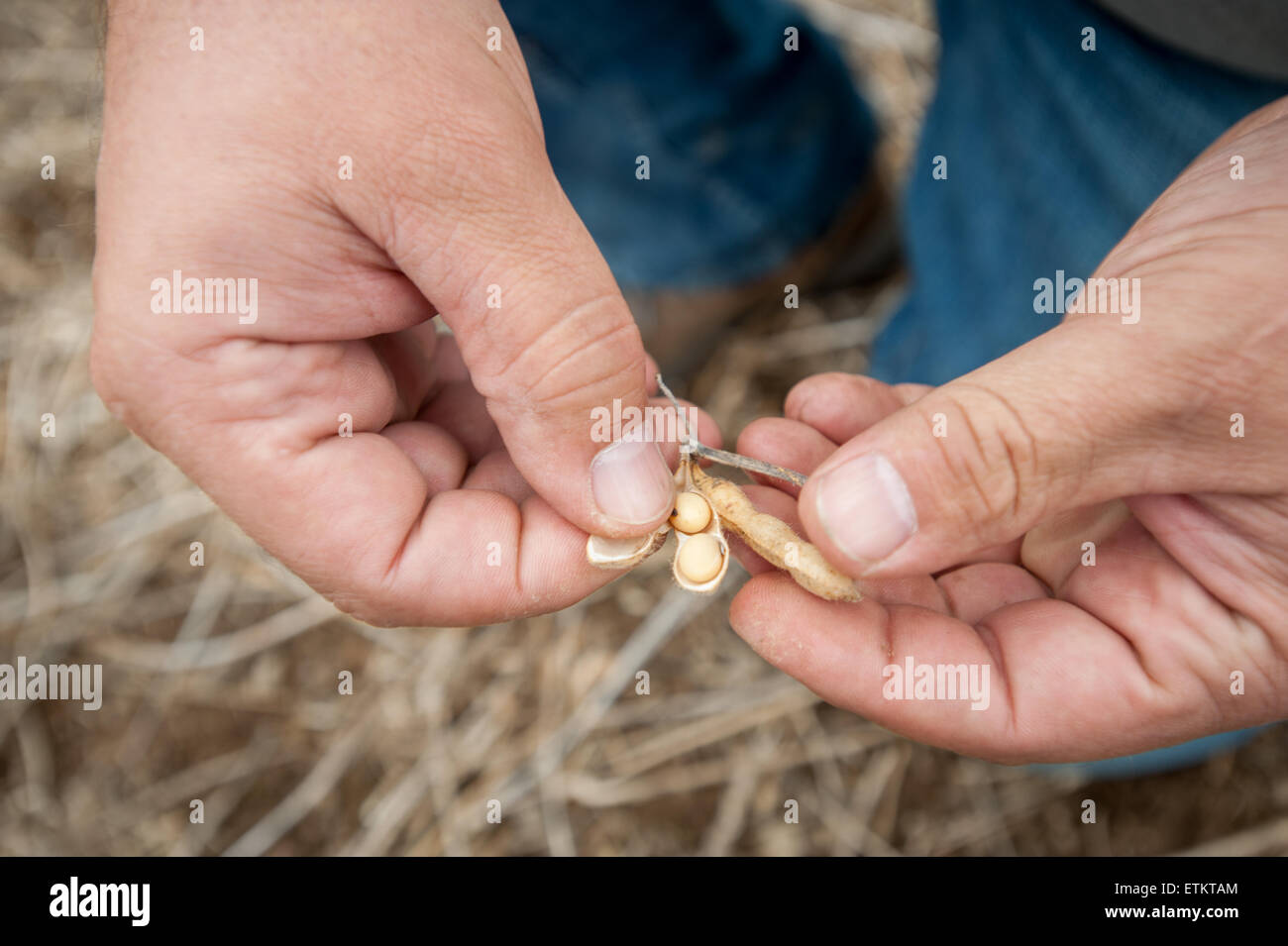 Nahaufnahme des Landwirts Hand mit Sojabohnen nahm aus Soja-Feld in Millerstown, Pennsylvania, USA Stockfoto