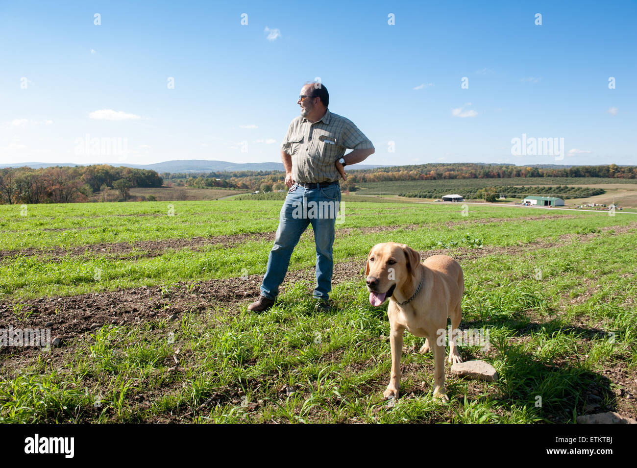Ein Bauer im Feld mit seinem Hund, ein gelber Labrador in Aspers, Pennsylvania, USA Stockfoto