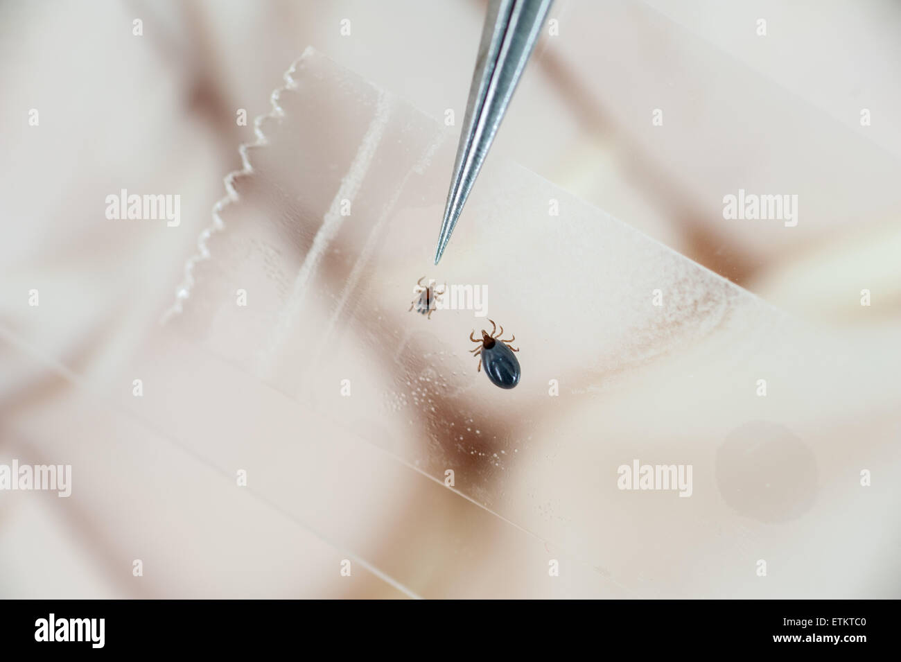 Pinzette auf eine Zecke während der Recherche der Lyme-Borreliose in College Park, Maryland, USA Stockfoto