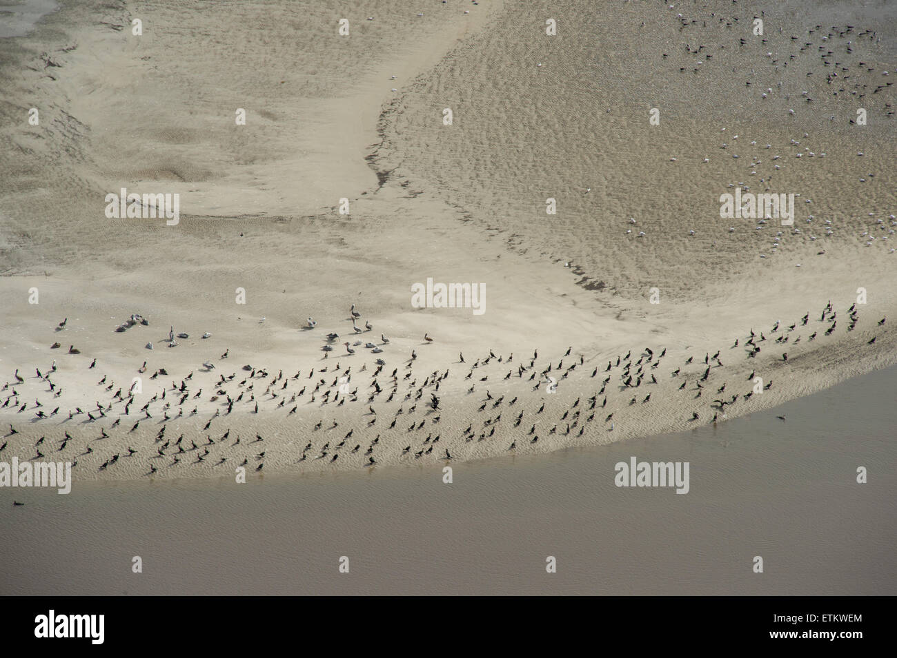 Luftbild der Vögel am Strand im Südosten der USA Stockfoto