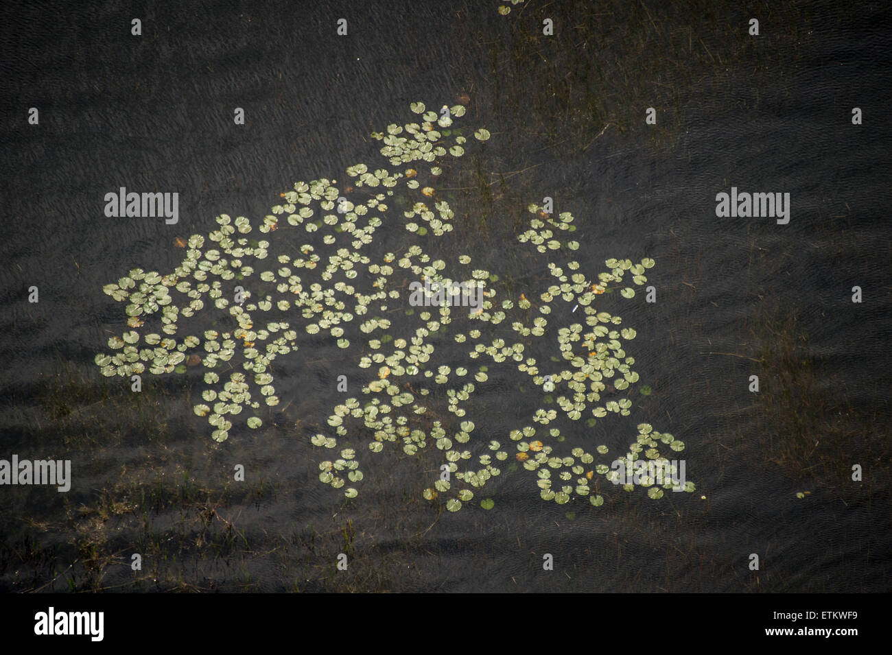 Luftaufnahme der Seerosen im Wasser im Südosten der USA Stockfoto