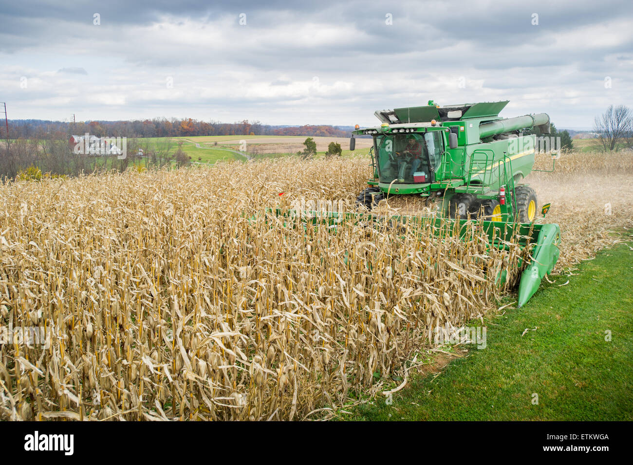 Kombinieren Sie Ernte Mais in Jarrettsville, Maryland Stockfoto