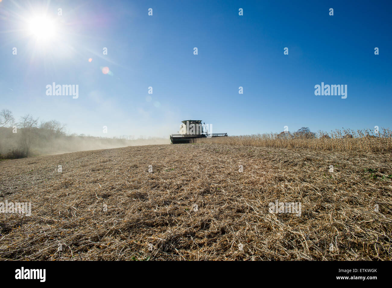 Kombinieren Sie Ernte Sojabohnen in Jarrettsville, Maryland, USA Stockfoto