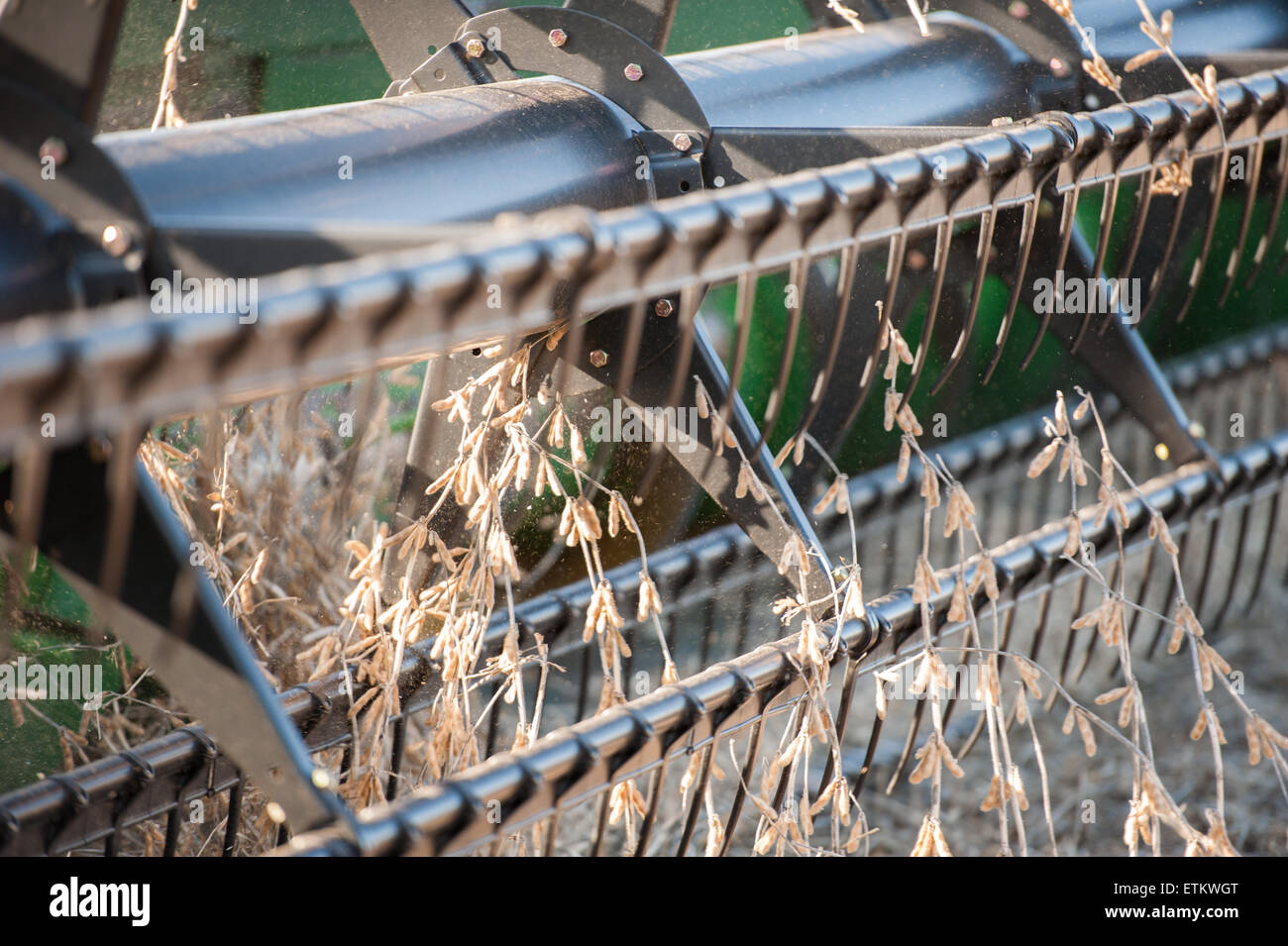 Nahaufnahme von kombinieren Ernte Sojabohnen in Jarrettsville, Maryland, USA Stockfoto