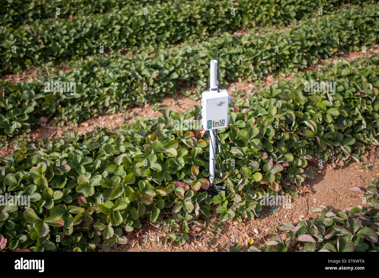 Erdbeereflecken mit Feuchtigkeit Sensor Unit bei einem Obstgarten im Montgomery County, Maryland, USA Stockfoto