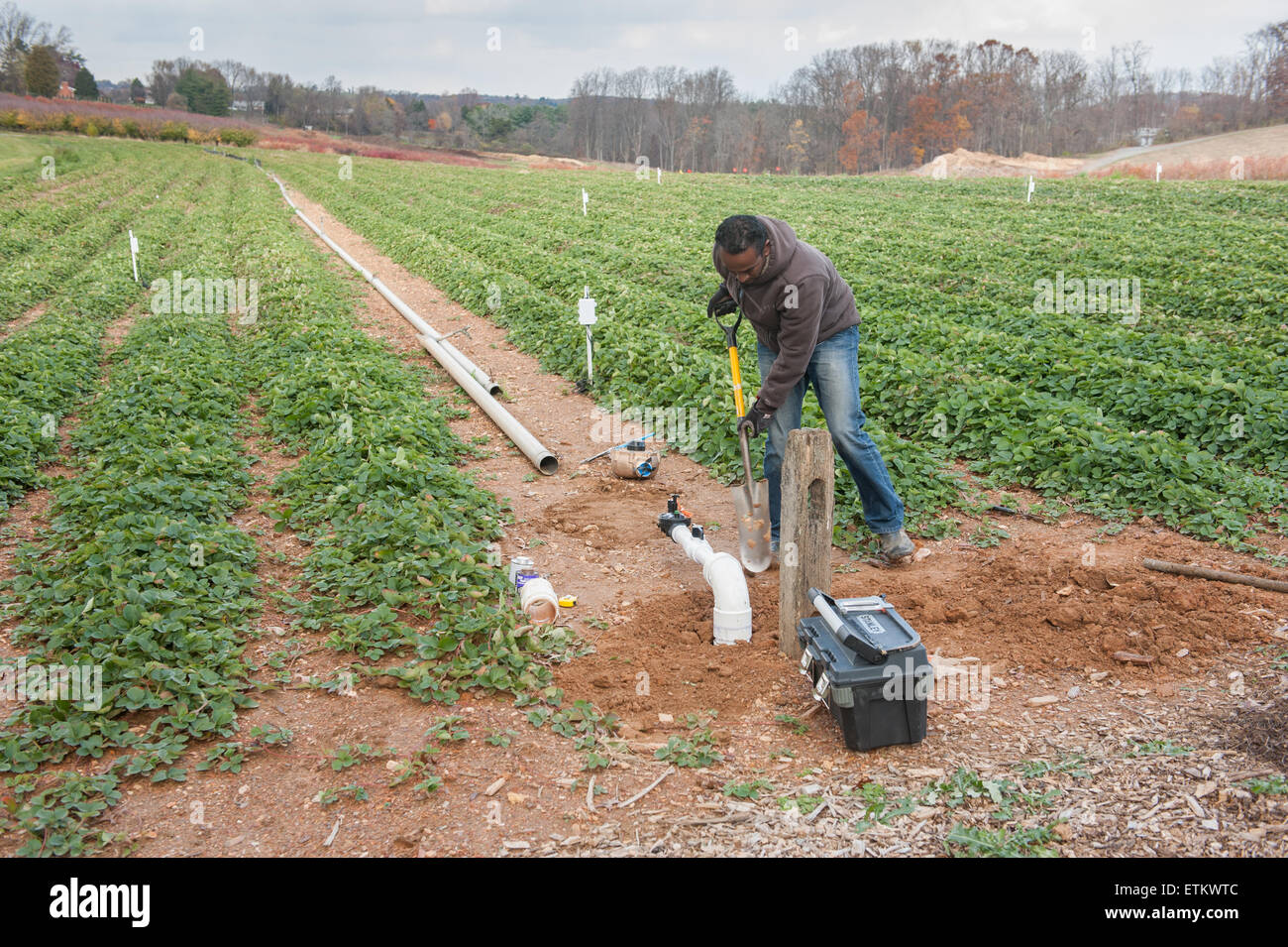Afrikanische amerikanische Arbeiter installieren remote Feuchtigkeit Fernerkundung Einheiten und Bewässerungsanlagen in einem Erdbeer Patch in Montgomery Co Stockfoto