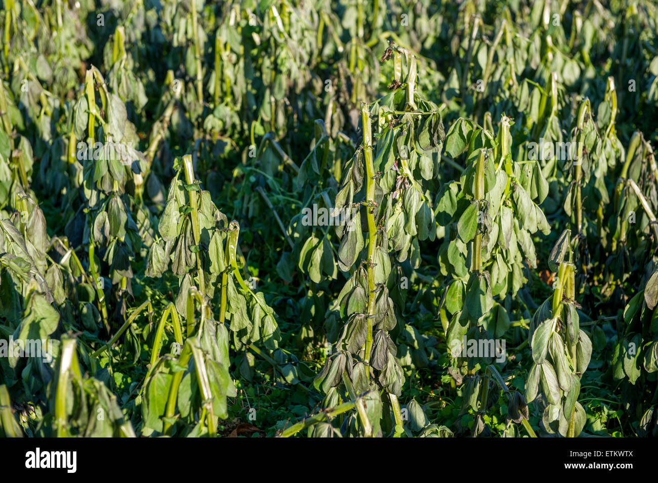 Nahaufnahme von Zwischenfrucht in Holtwood, Pennsylvania, USA Stockfoto