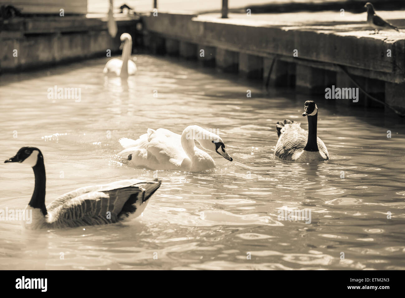 Zwei kanadische Gänse und 2 weiße Schwäne schwimmen in einem Dreieck von Wasser in der Nähe von einem Zement-Pier in London am Fluss Avon. Stockfoto