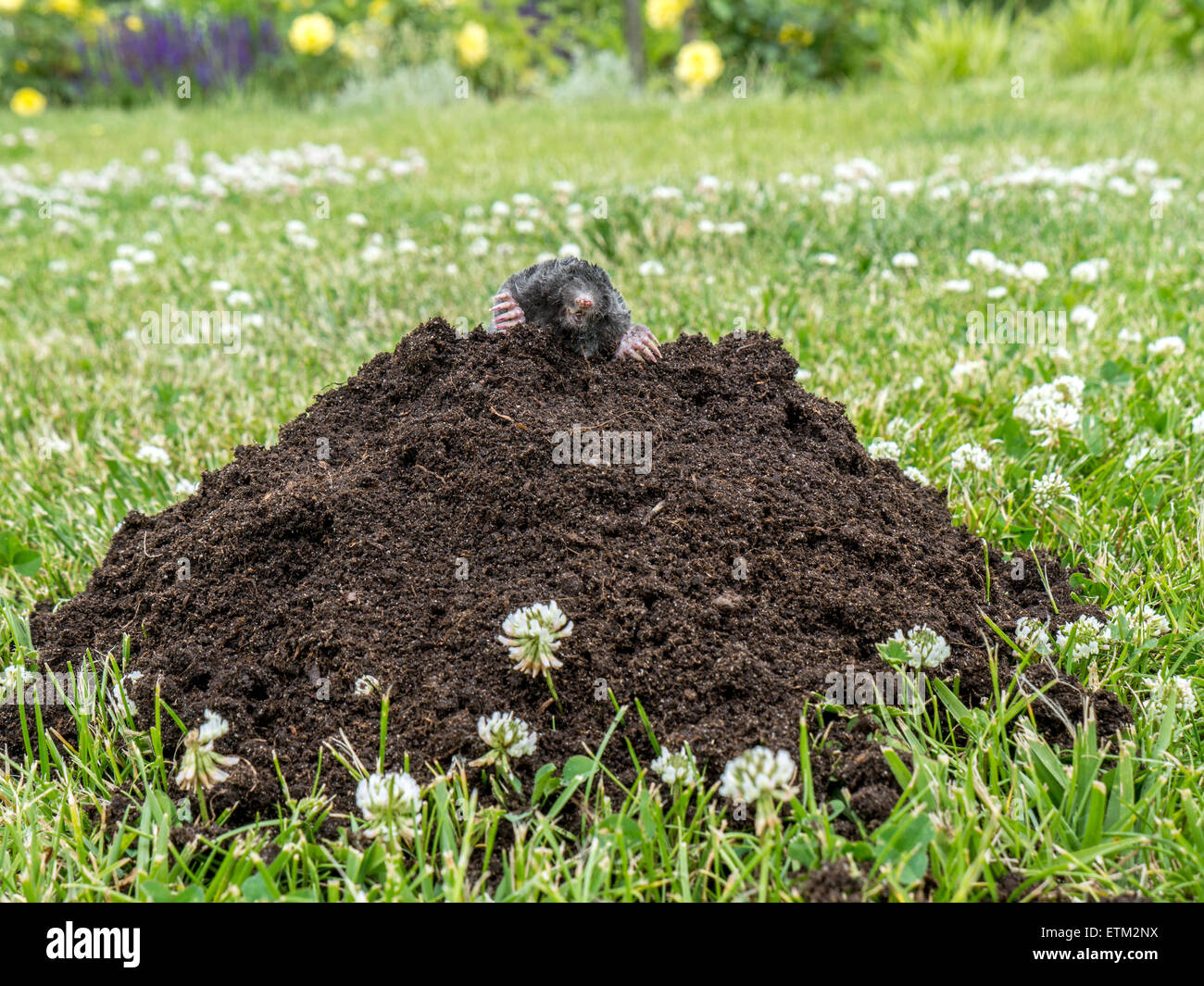 Maulwurf aus Maulwurf Hügel auf dem Rasen Stockfoto