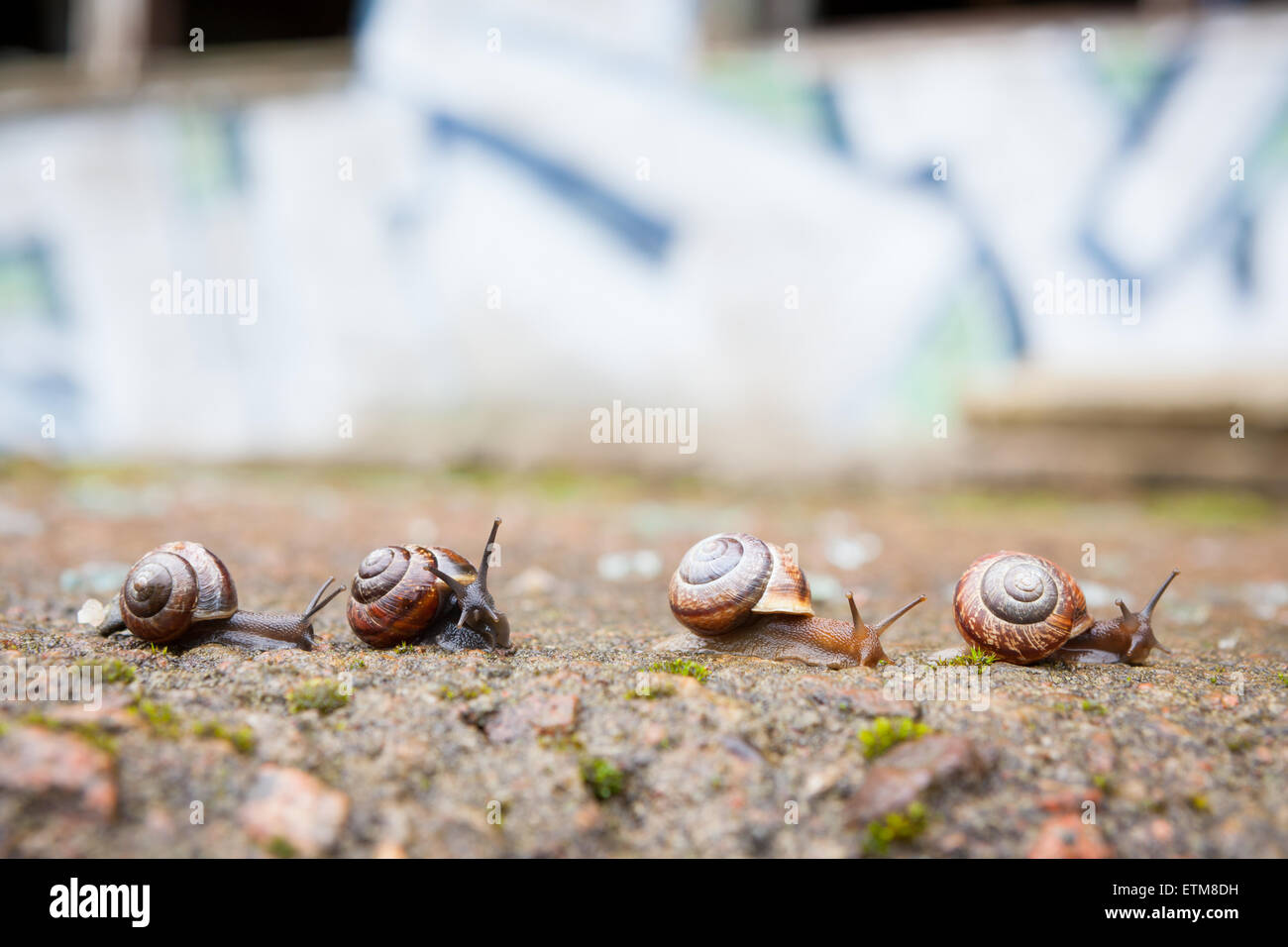 Gruppe von kleinen Schnecken, die in Zukunft Stockfoto