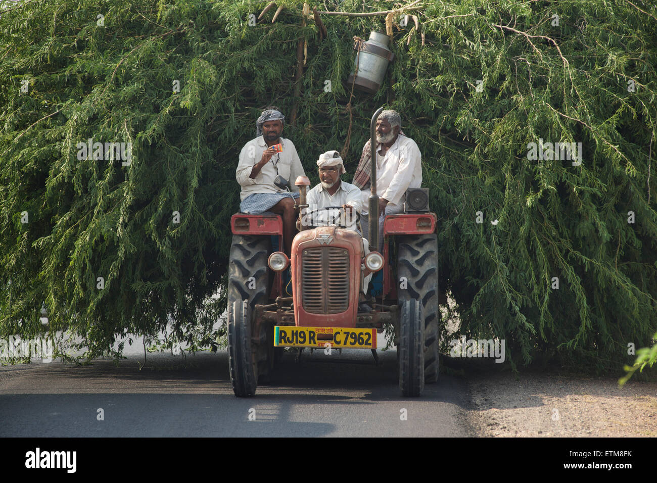 Voll beladen indischen Traktor unterwegs von Jodhpur nach Pushkar, Rajasthan, Indien Stockfoto