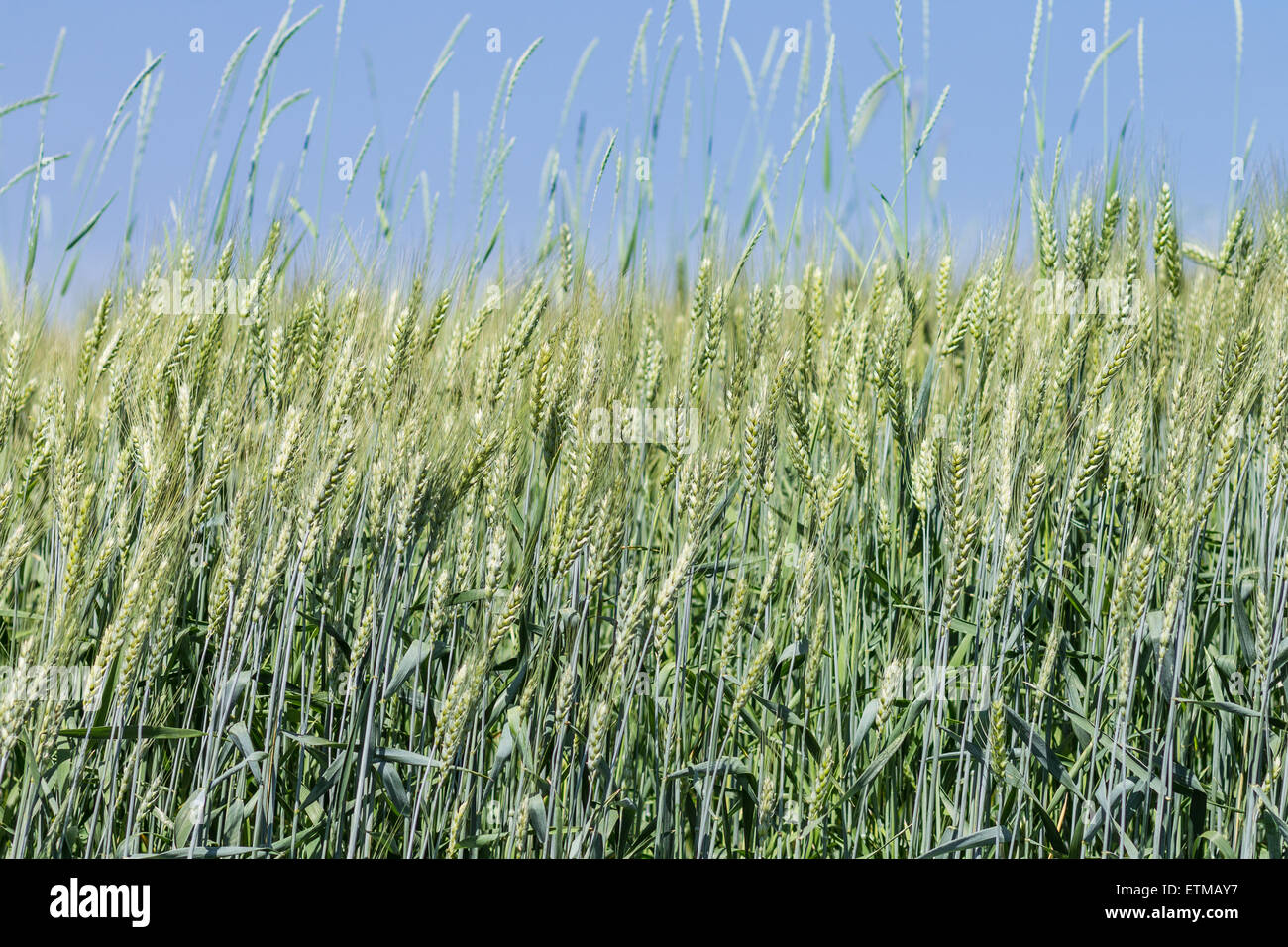 Weizenfeld mit blauem Himmel über Stockfoto