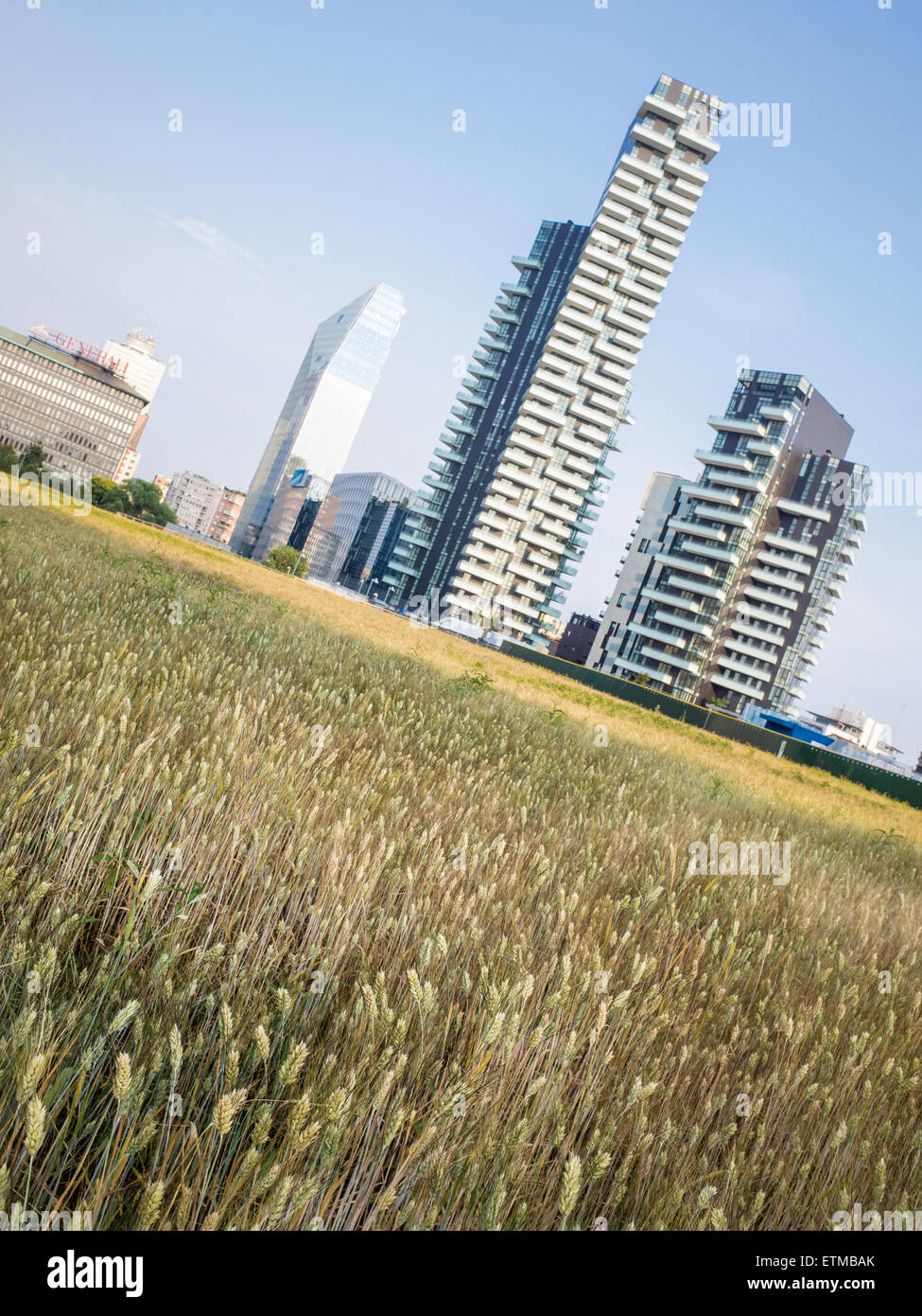 "Weizenfeld" ist das Werk der Land-Art durch die amerikanische Künstlerin Agnes Denes bestehend aus einem Feld von 50 tausend Quadratmetern in der ar Stockfoto