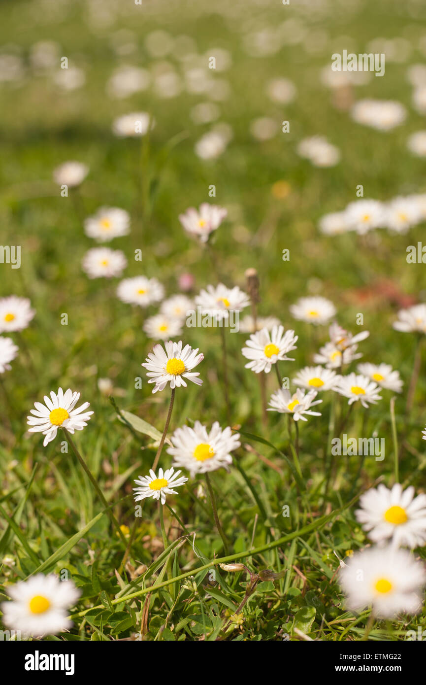 Bellis Perennis - die gemeinsame Daisy eine Quelle von Daisy Chains Sonnenanbeter Stockfoto