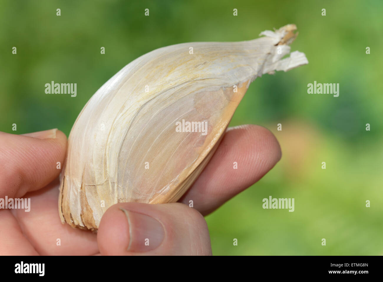 Allium Ampeloprasum Elefant Knoblauch Zehe bereit für die Bepflanzung Februar Stockfoto