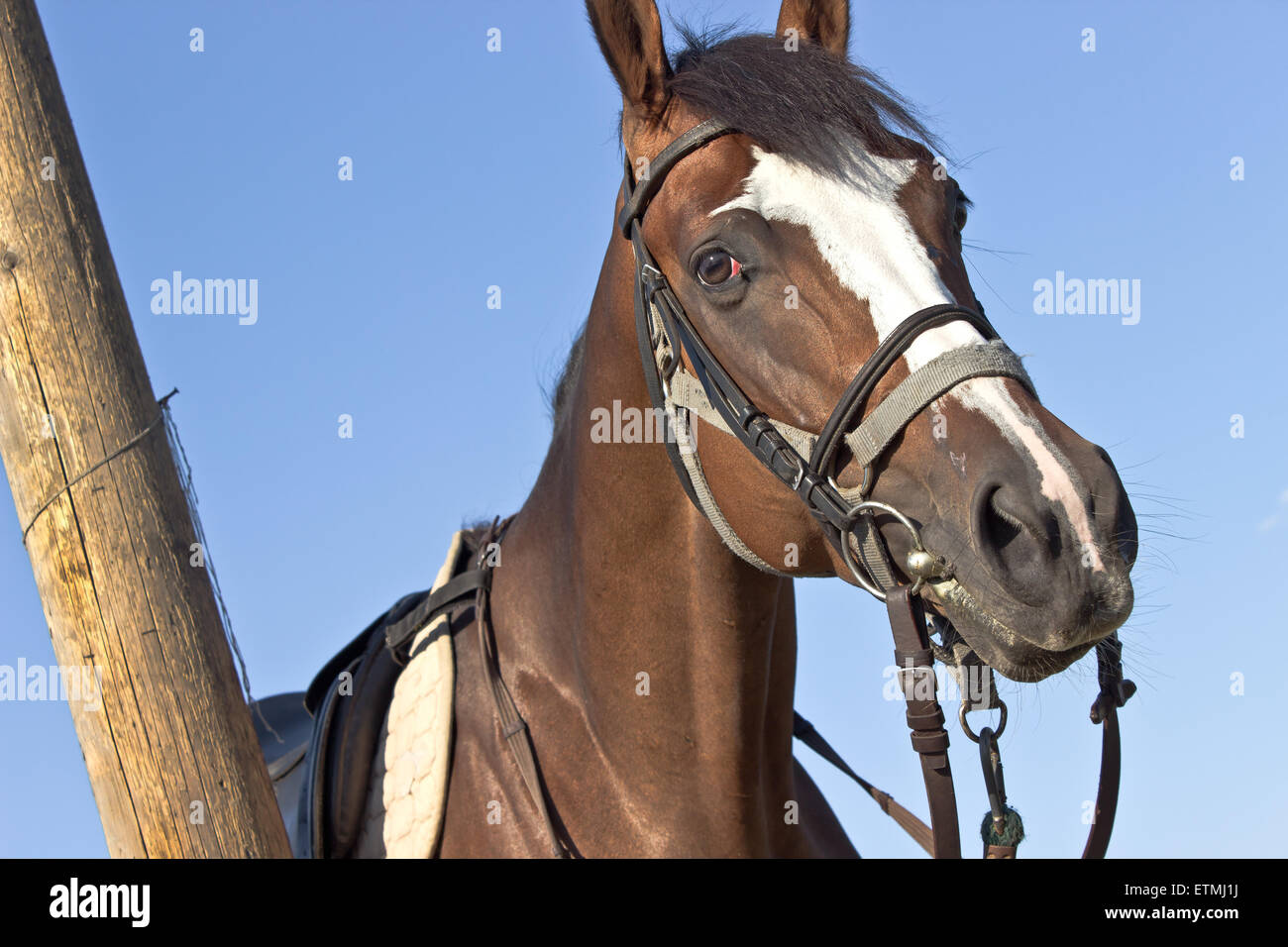 Pferdekopf in der Nähe von hölzernen post über blauen Himmel Stockfoto