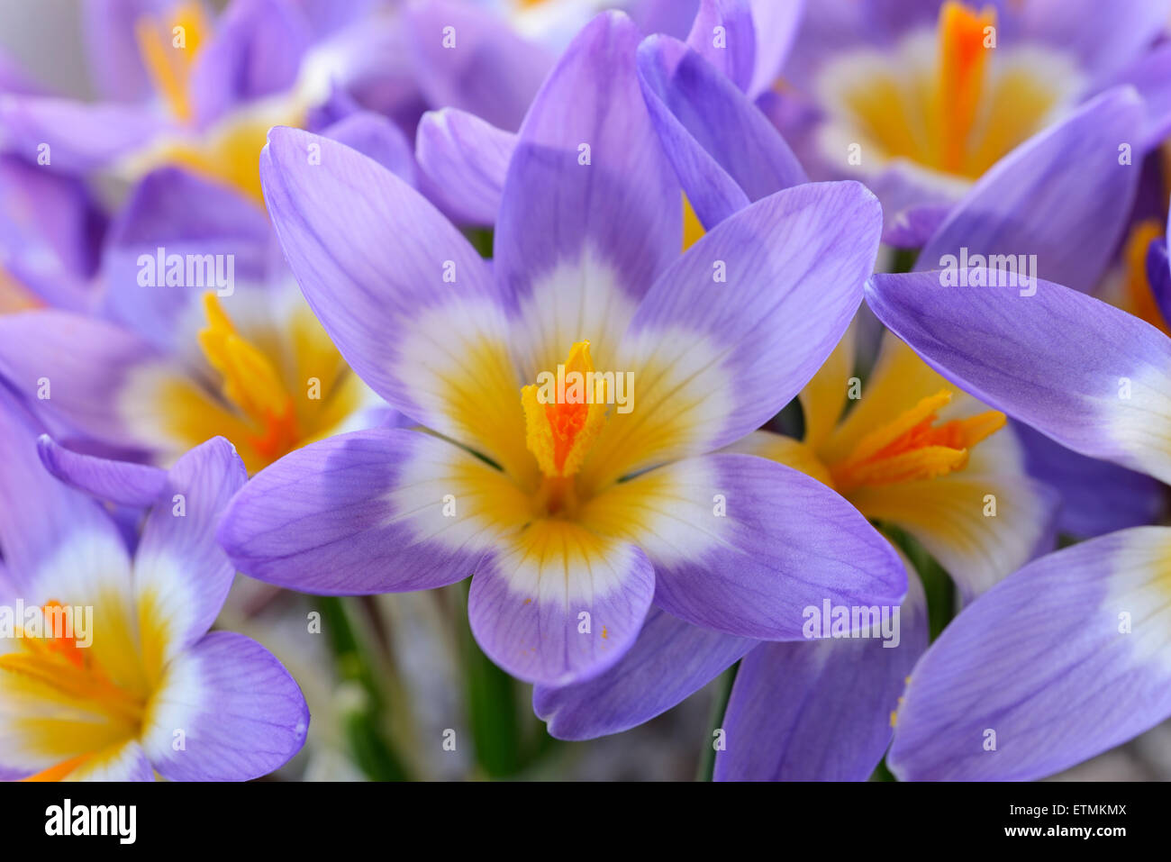 Crocus Sieberi Subspecies Sublimis "Tricolor" AGM-dreifarbig Siebers Krokus Februar Stockfoto