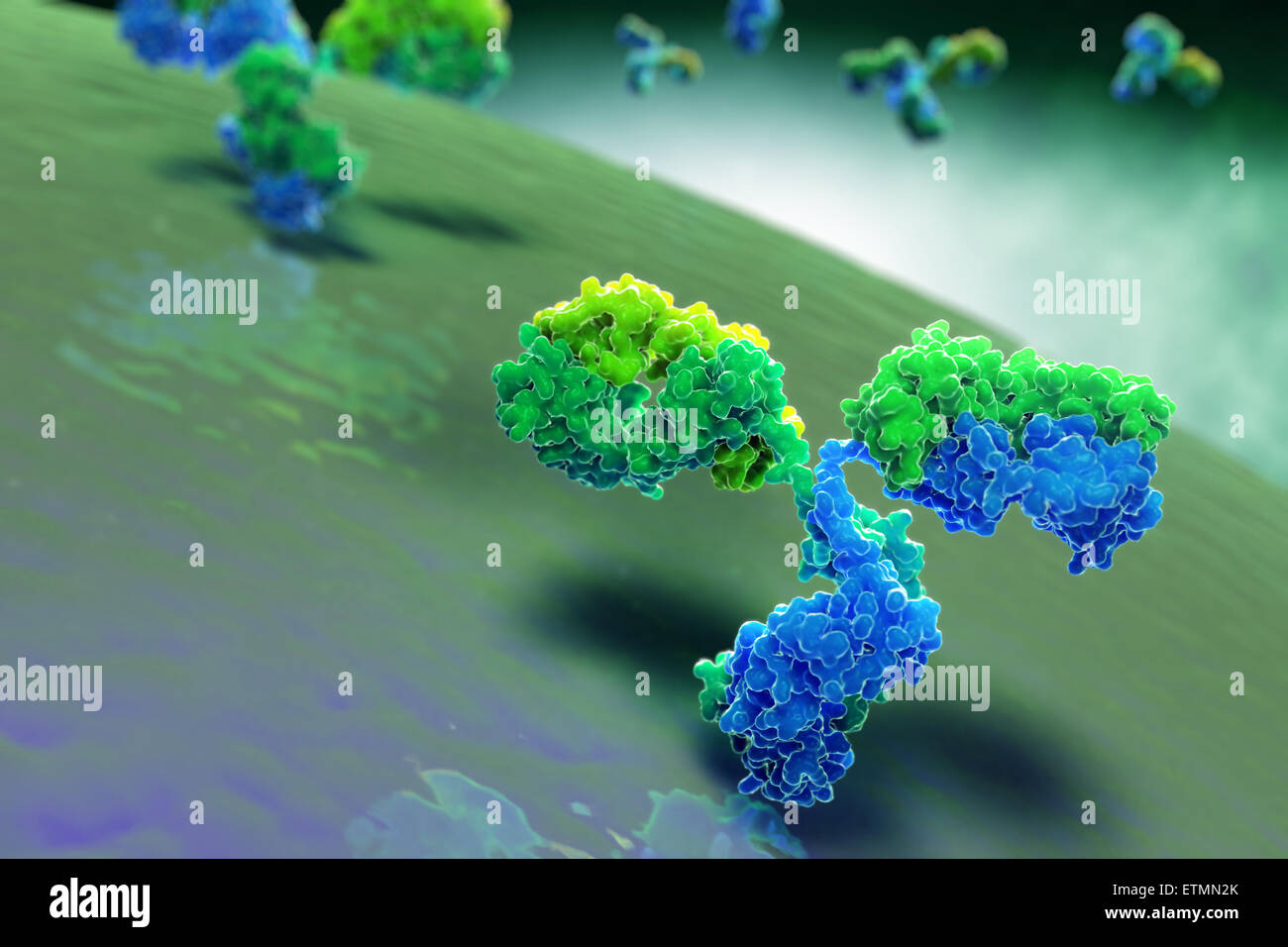 Stilisierte Illustration des y-förmigen Antikörper 1IGT, Teil des menschlichen Immunsystems. Stockfoto