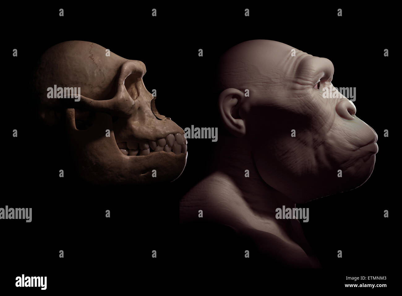 Darstellung eines Australopithecus neben einem Australopithecus Schädel zum Vergleich.  Australopithecus ist eine ausgestorbene Gattung der Hominiden und frühen Vorfahren Homo sapiens. Stockfoto