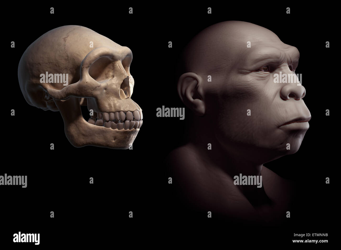 Darstellung eines Homo erectus neben einem Homo Erectus Schädel zum Vergleich. Homo Erectus ist eine ausgestorbene Gattung der Hominiden und Vorfahren zu Homo Sapiens. Stockfoto