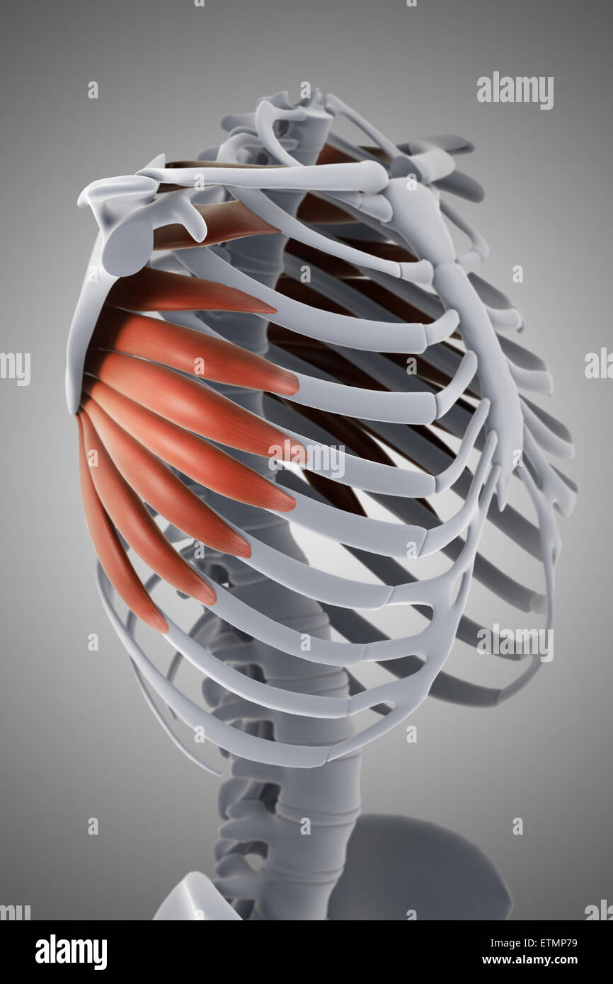 Darstellung der Serratus Muskeln und Teil des Skeletts. Stockfoto Darstellung der Serratus Muskeln und Teil des Skeletts. Stockfoto