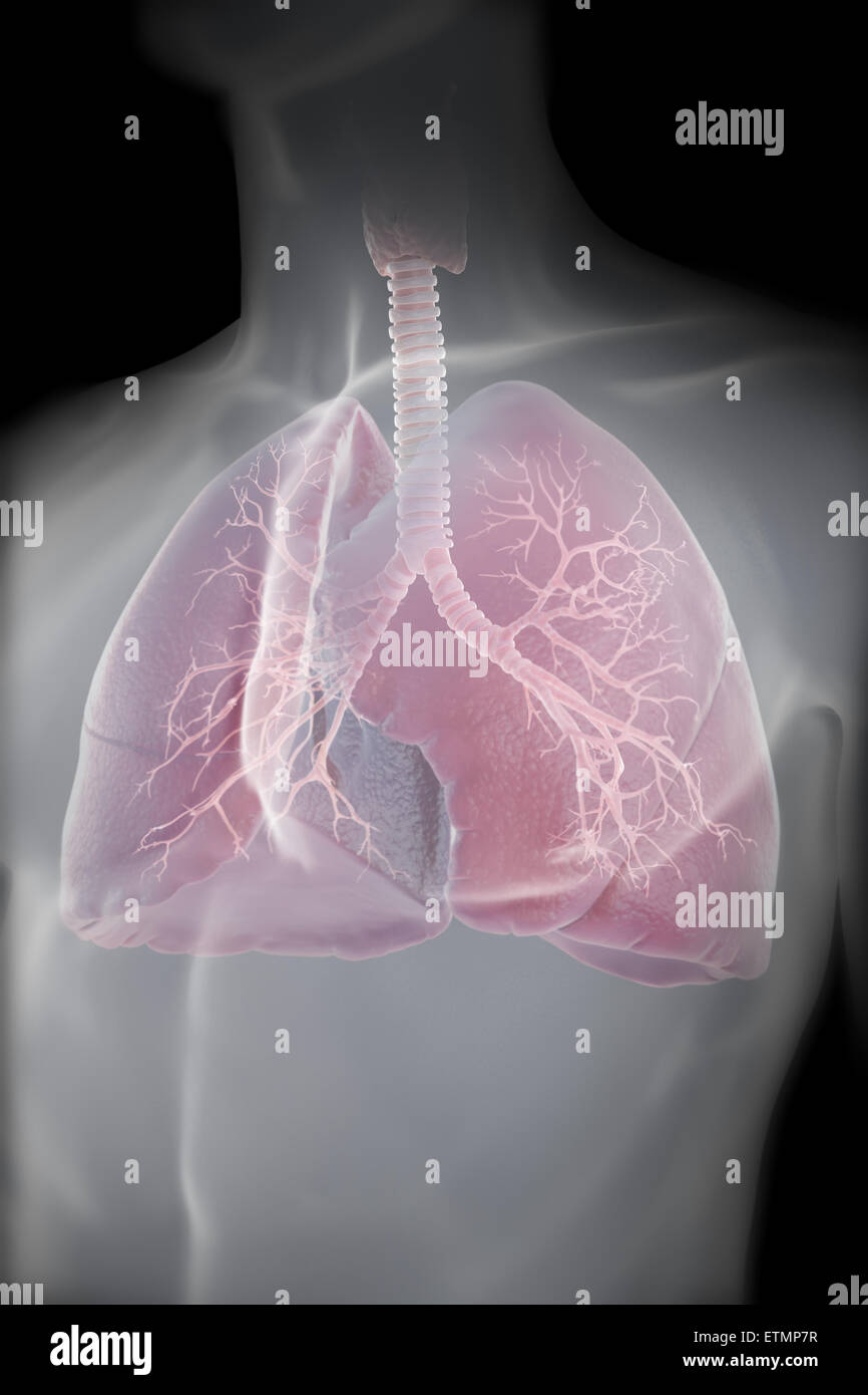 Darstellung der Lunge innerhalb der Brustkorbes. Stockfoto