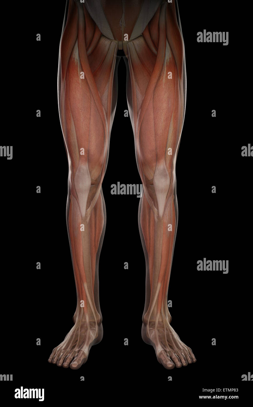 Darstellung der Muskulatur und Skelett-Struktur der Beine, durch die Haut sichtbar. Stockfoto