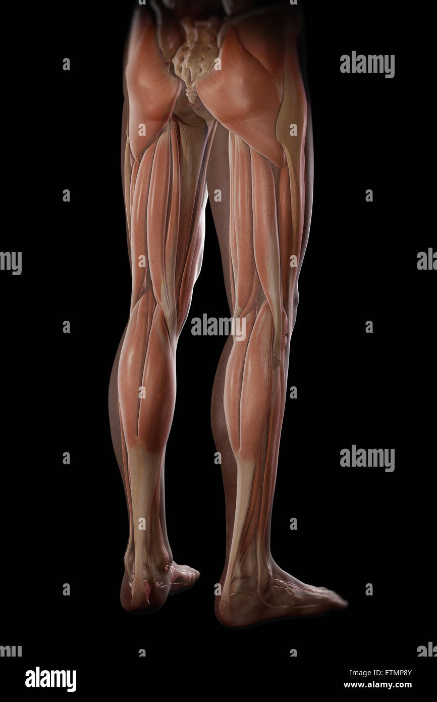 Darstellung der Muskulatur und Skelett-Struktur der Beine, durch die Haut sichtbar. Stockfoto