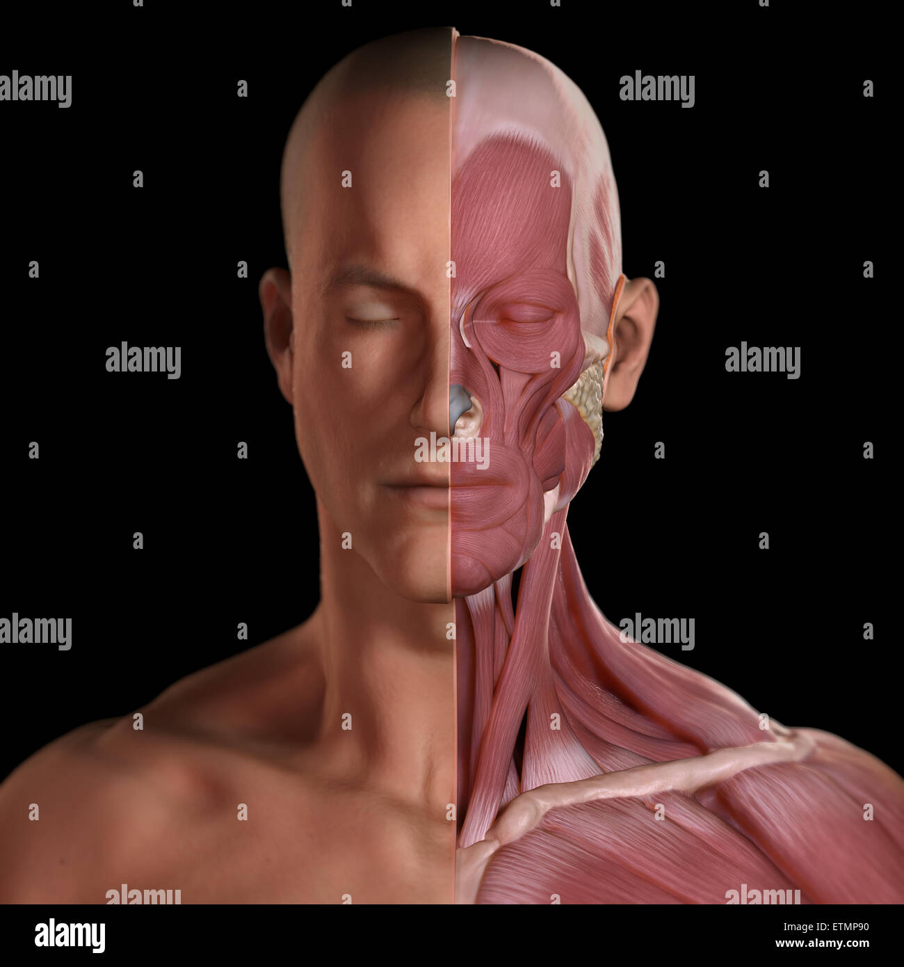 Konzeptbild des Gesichts mit den Muskeln auf der einen Seite ausgesetzt. Stockfoto