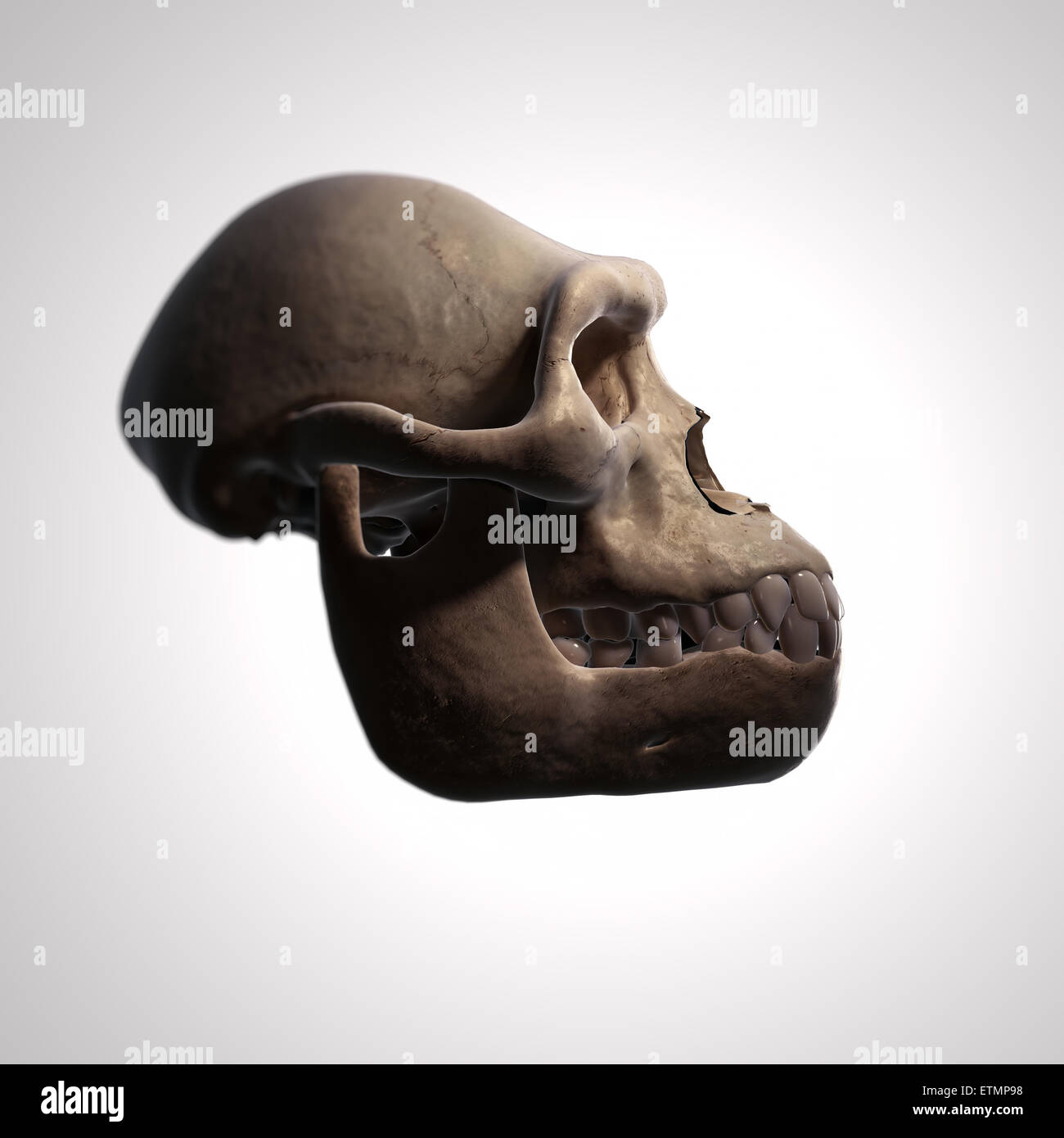 Illustration eines Australopithecus-Schädel.  Australopithecus ist eine ausgestorbene Gattung der Hominiden und frühen Vorfahren Homo sapiens. Stockfoto