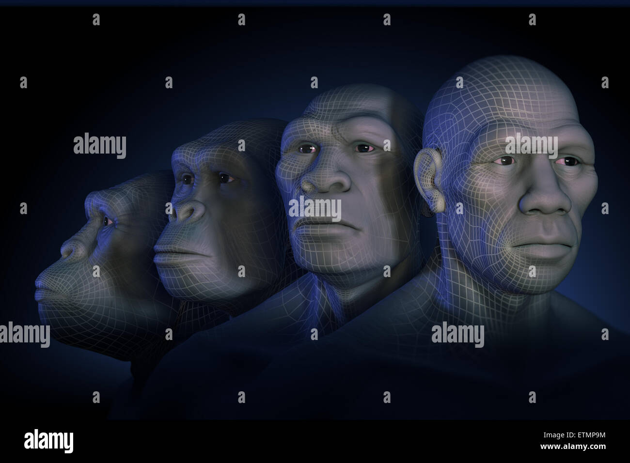 Konzeptionelle Darstellung vier Stufen der menschlichen Evolution; Australopithecus, Homo Habilis, Homo Erectus und Homo Sapiens. Stockfoto