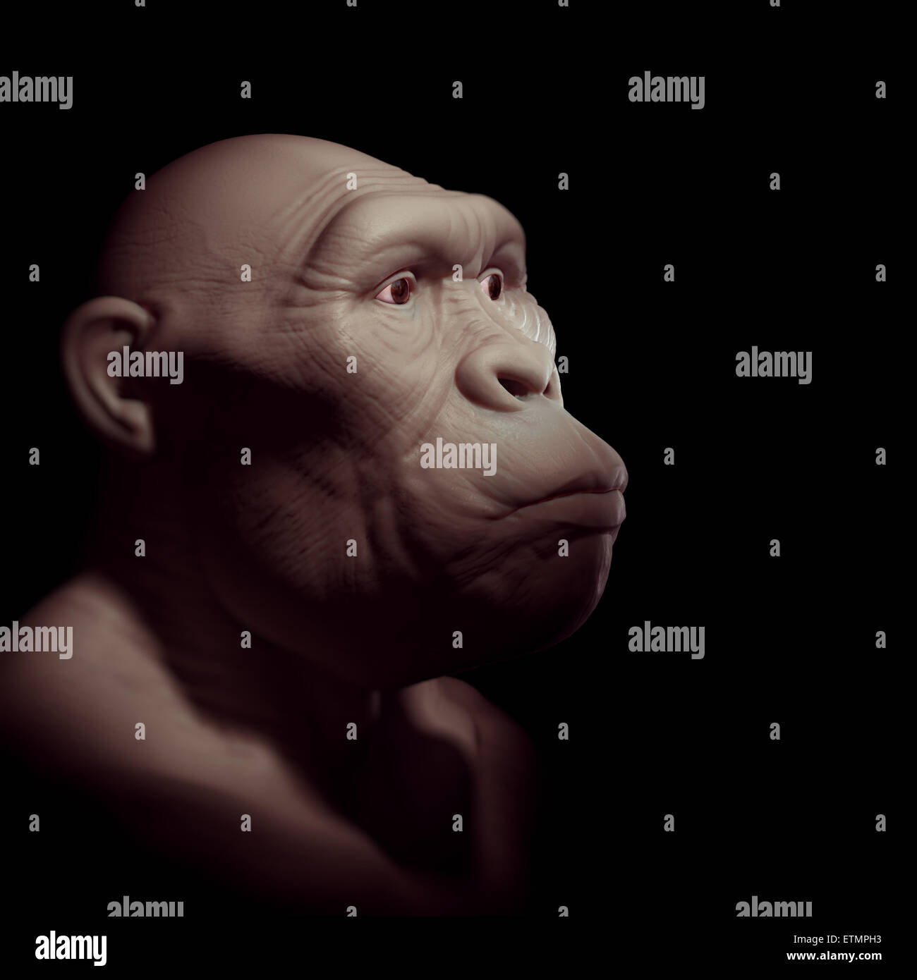 Darstellung eines Australopithecus, eine ausgestorbene Gattung der Hominiden und frühen Vorfahren Homo sapiens. Stockfoto
