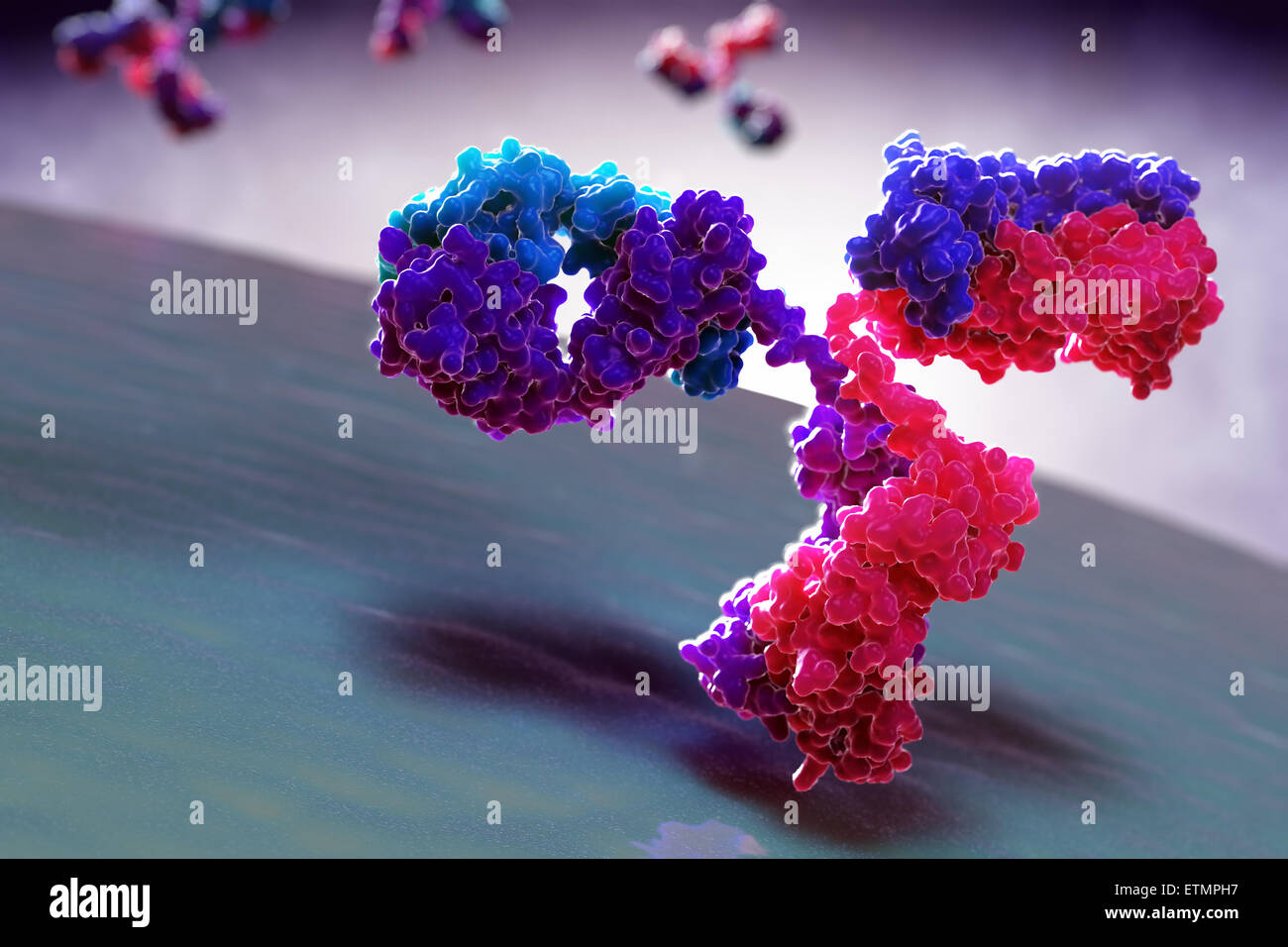 Stilisierte Illustration des y-förmigen Antikörper 1IGT, Teil des menschlichen Immunsystems. Stockfoto