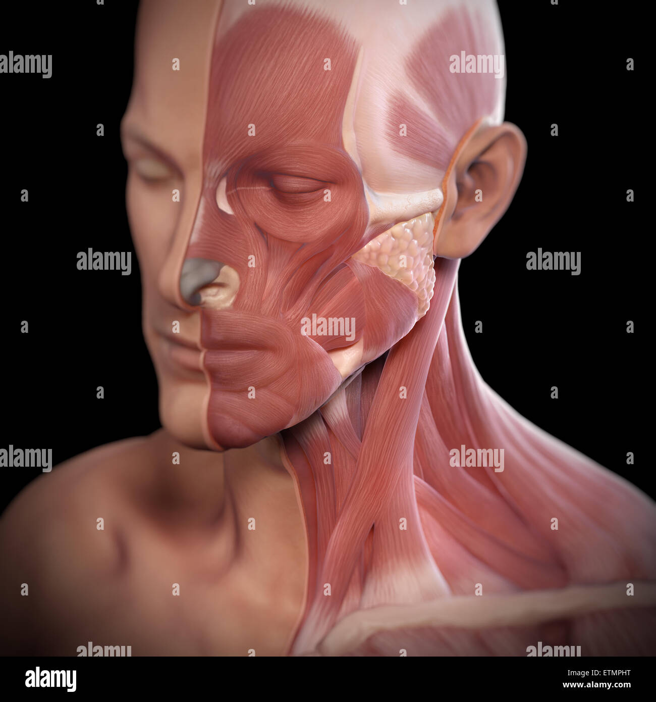 Konzeptbild des Gesichts mit den Muskeln auf der einen Seite ausgesetzt. Stockfoto